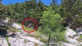 „Bisher nicht erlebt“: Bartgeierdame Alosa sorgt im Nationalpark Berchtesgaden für Turbulenzen