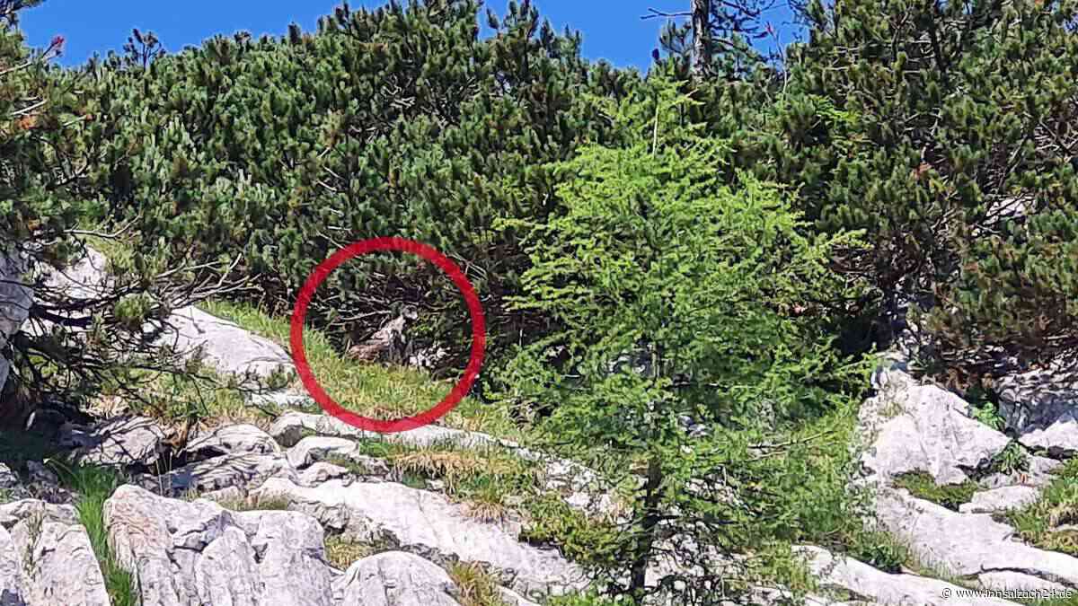 „Bisher nicht erlebt“: Bartgeierdame Alosa sorgt im Nationalpark Berchtesgaden für Turbulenzen