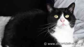 Gateshead cat rescued after being run over by car and left 'close to death'