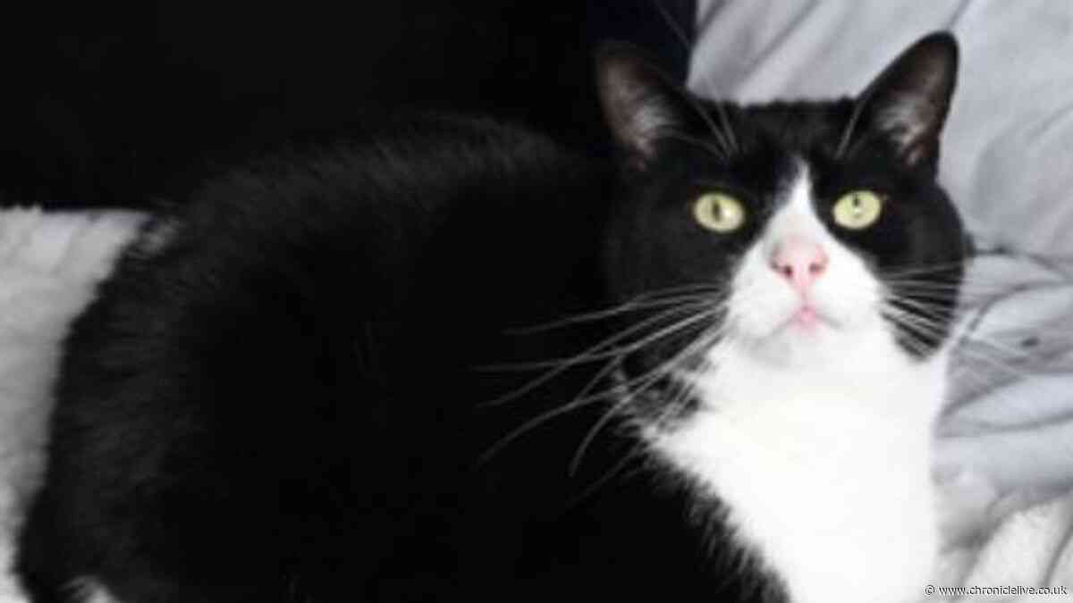 Gateshead cat rescued after being run over by car and left 'close to death'
