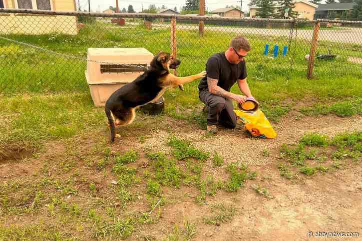 Couple cares for pets left behind during Fort Simpson, NWT wildfire