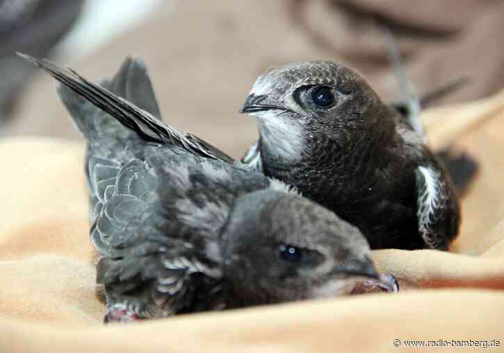 Hitzewelle bringt Bayerns größte Vogelstation ans Limit