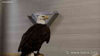 Fort Wayne Zoo unveils bald eagle exhibit