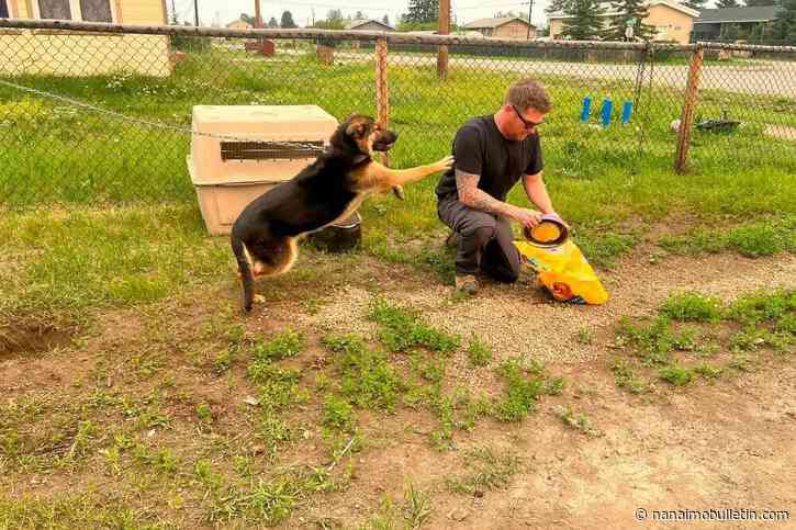 Couple cares for pets left behind during Fort Simpson, NWT wildfire