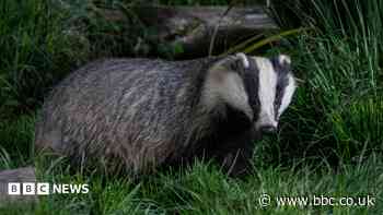 Teen fined after filming badger being killed by dogs