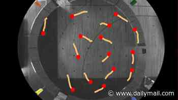 Going round the bend! Scientists discover humans are naturally wired to walk anti-clockwise