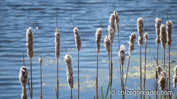 Volo Bog State Natural Area’s living, quaking bog