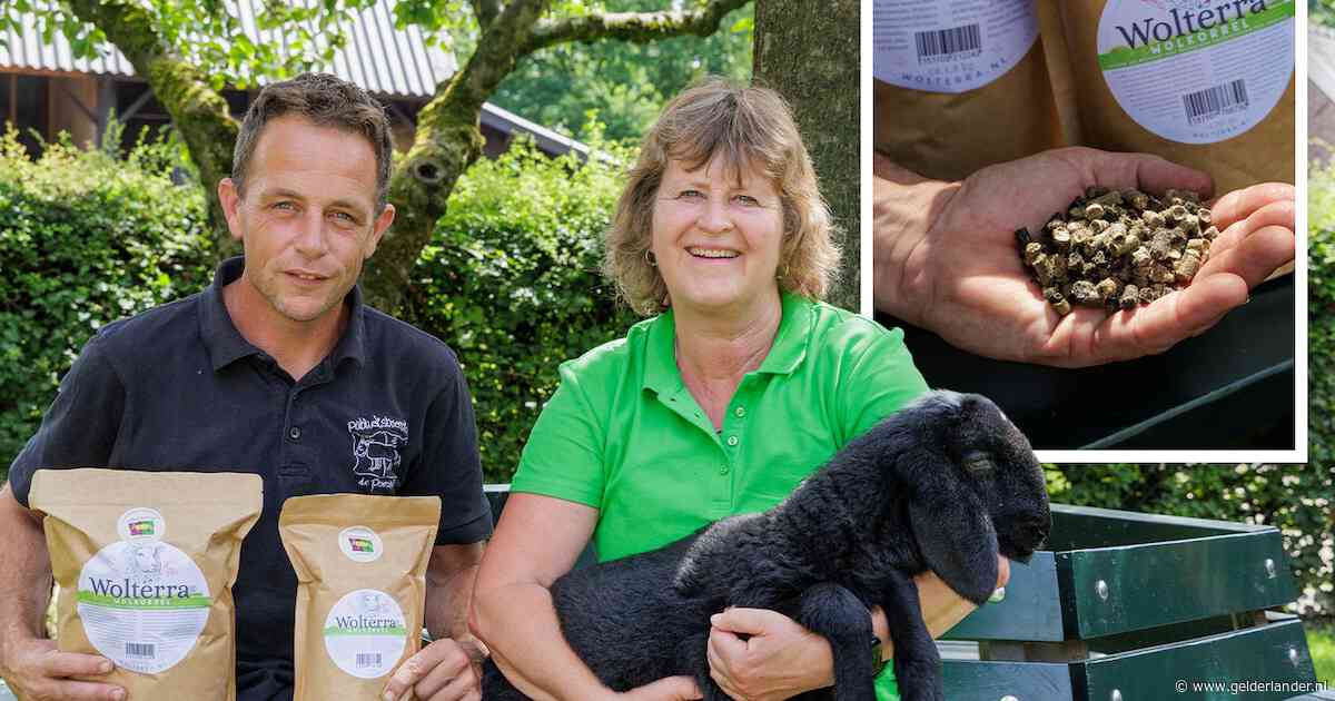 Deze kinderboerderij gooide stapels schapenwol weg, tot iemand zei het eens ‘onder de bloemen te stoppen’