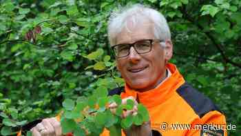 Baum des Jahres „kann man richtig gut hören“ - Er wurde lange Zeit als Unkraut angesehen