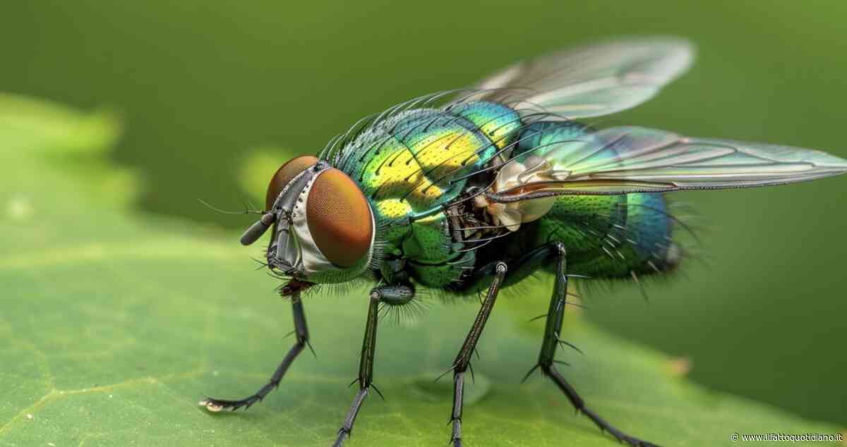 E’ allarme per i nuovi avvistamenti della “mosca assassina”: negli Usa torna l’incubo del parassita dalle larve carnivore che divora gli animali vivi