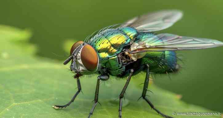 E’ allarme per i nuovi avvistamenti della “mosca assassina”: negli Usa torna l’incubo del parassita dalle larve carnivore che divora gli animali vivi
