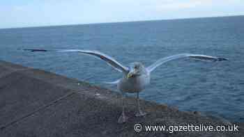 New £119,000 seagull strategy in North Yorkshire to be debated food waste call made