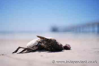 Scientists fear El Niño will supercharge California’s seabird crisis