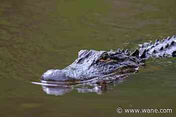 'Incredibly tragic': Officials identify woman killed by alligator in Florida river