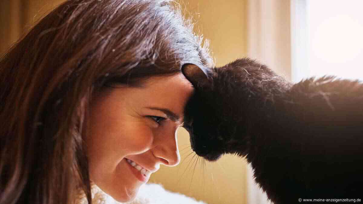 Diese Eigenschaft ihrer Besitzer bestimmt die Zuneigung von Katzen, so Tierärzte