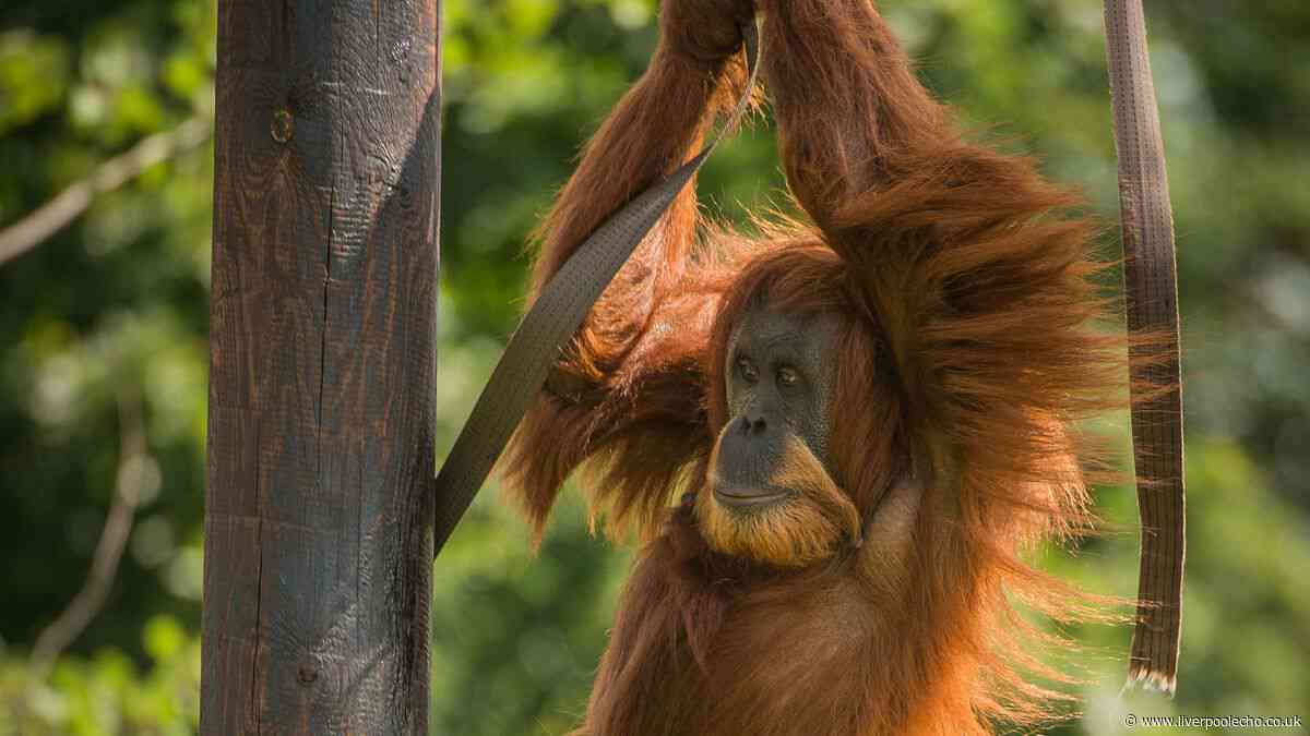 Chester Zoo visitors can stay until 8pm this summer for special reason