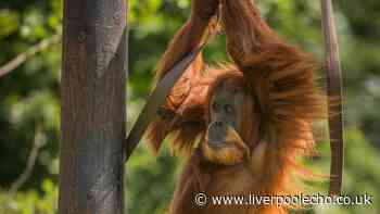 Chester Zoo visitors can stay until 8pm this summer for special reason