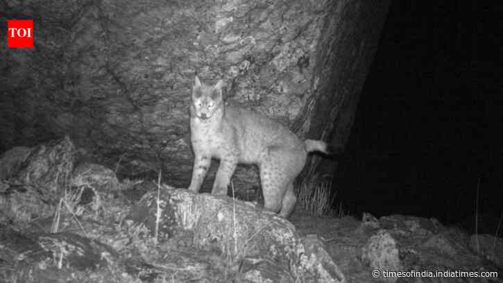 Eurasian lynx photographed for the first time in Sikkim, Representing only 2nd photographic record of species in the eastern Himalayan region