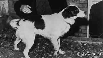 NU+ | De hond die bij toeval de gestolen WK-beker vond en in films speelde