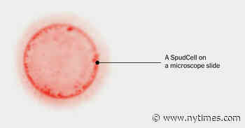 This Cell Feeds, Grows and Reproduces. And It’s Manmade.
