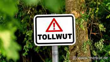 Tollwut-Fledermäuse in Bayern gefunden – Warnung der Behörden, auch für Haustierbesitzer