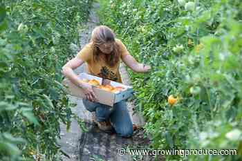 The Top Crops Vegetable Growers Believe in Right Now