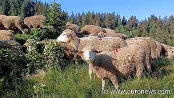 Transhumance tradition returns to French Alps