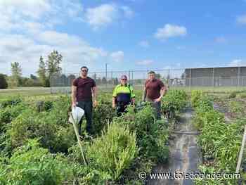 Wood County inmates get green thumb in jail garden