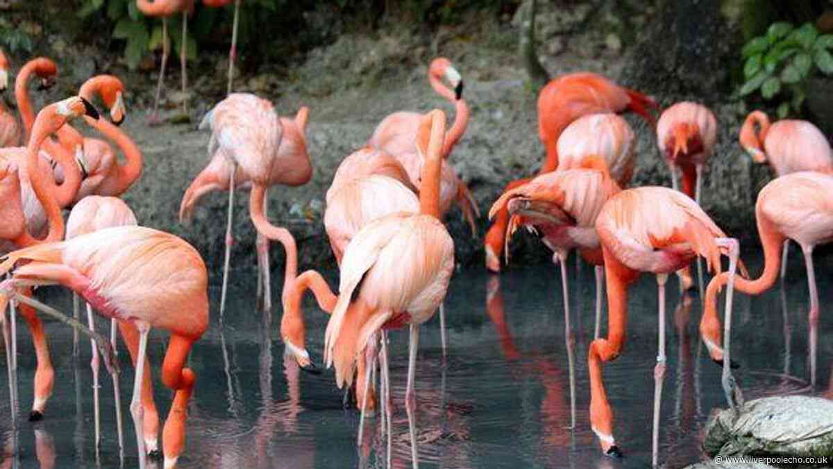 Spain's striking pink lake home to flamingos with hidden health benefits — 1 hour from Benidorm