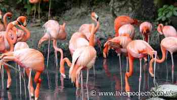 Spain's striking pink lake home to flamingos with hidden health benefits — 1 hour from Benidorm