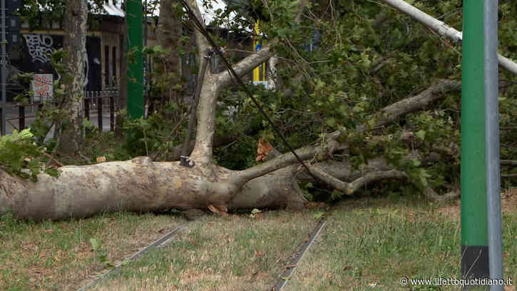 Vento forte e pioggia: decine di interventi dei vigili del fuoco a Milano. Piante sradicate e alberi caduti sui binari del tram – Video