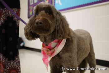 Beloved therapy dog's retirement highlights success of Guilderland program