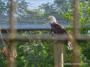 Fort Wayne Zoo opens patriotic bald eagle exhibit ahead of America's 250th birthday