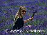 Farm besieged by influencers puts wi-fi boosters in its lavender fields so they can upload their photos