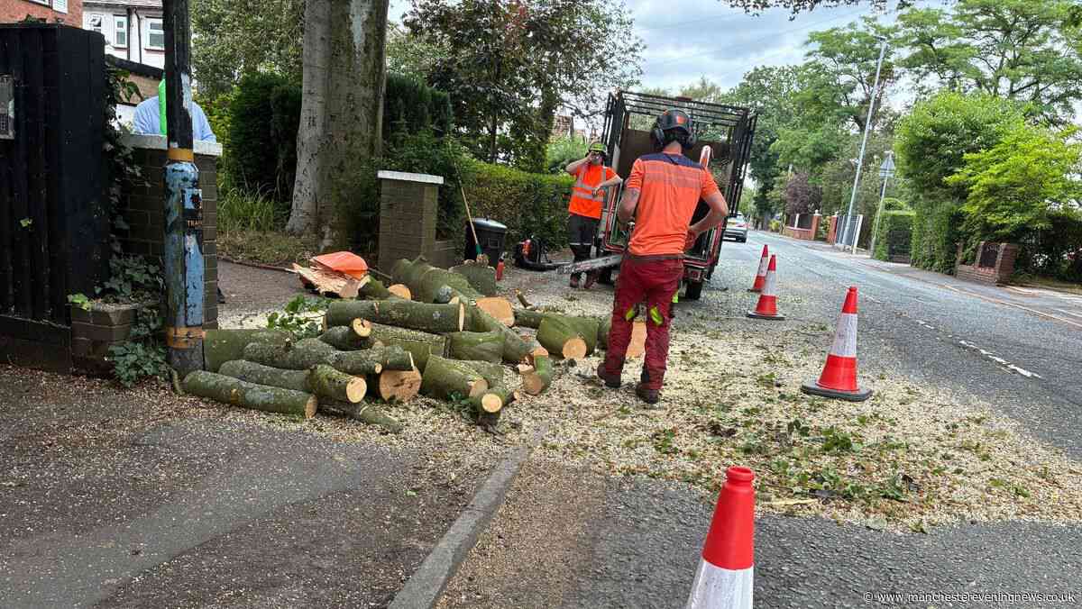 Lucky escape in Sale as branch of huge beech tree falls across busy road