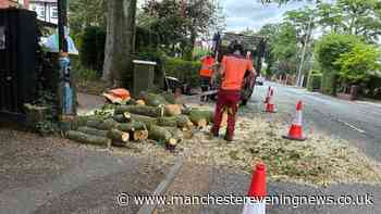 Lucky escape in Sale as branch of huge beech tree falls across busy road