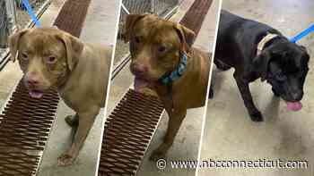 Three dogs found tied to a tree and abandoned in Brainard Park Tuesday