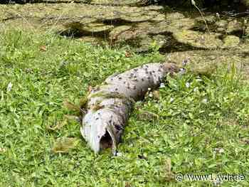 Wasser zu warm: Fischsterben in Bonner Rheinauensee