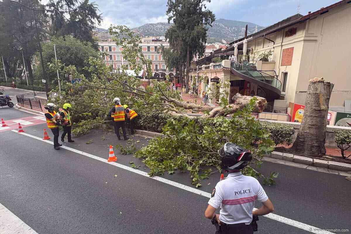 Un platane s’écrase sur la chaussée près de la place d’Armes à Monaco, des dégâts matériels mineurs sur un véhicule