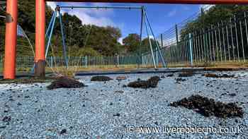Fury as 'mindless' vandals force Sefton Park playground to close
