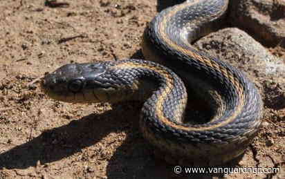 Plateau treats 311 snakebite victims under free anti-venom programme