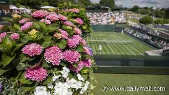 Wimbledon's glorious hydrangeas under threat from extreme heatwaves as traditional bloom replaced by drought-resistant rivals