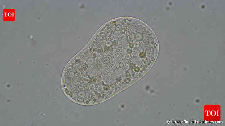 Scientists create 'life': All about the SpudCell - why it matters &amp; where it falls short
