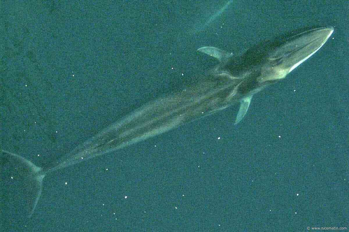 « La Méditerranée n’est pas un parc d’attractions » : dans les eaux du Var, la faune marine est un privilège à observer mais également à préserver
