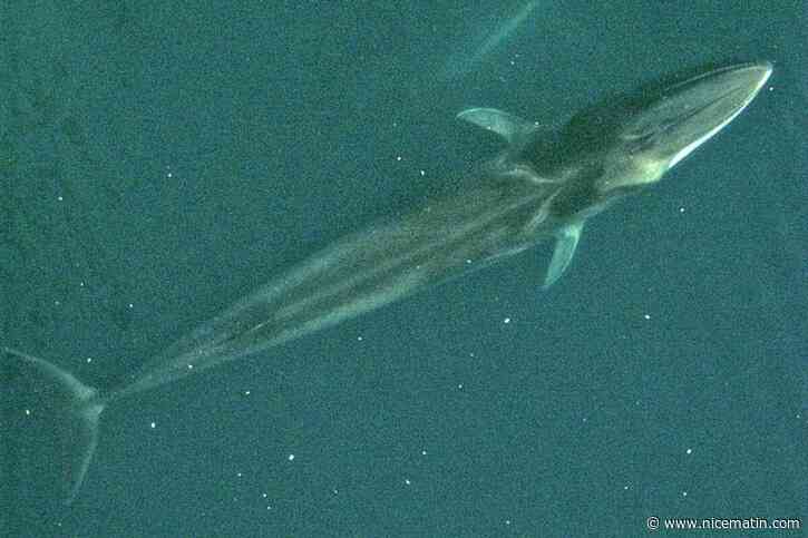 « La Méditerranée n’est pas un parc d’attractions » : dans les eaux du Var, la faune marine est un privilège à observer mais également à préserver