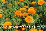 Marigold Petals May Contain as Much Protein as Some Grains, Plus the Amino Acid Behind Umami
