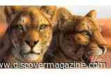Fossil Skull From a Museum Drawer Reveals Obscure Saber-Toothed Cat Species With Knife-like Teeth