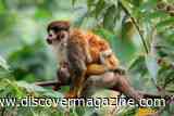 Human Childbirth May Not Be Uniquely Difficult, as Some Squirrel Monkey Babies Have Heads Nearly Twice the Size of Their Mothers' Pelvic Space