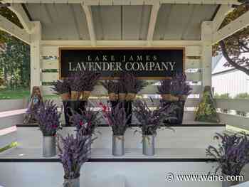 Lavender farm and boutique opens its doors in Steuben County