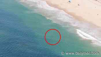 First shark of the season spotted near one of America's busiest beaches amid Fourth of July warning